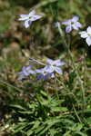 Star-of-Bethlehem <BR>Springstar